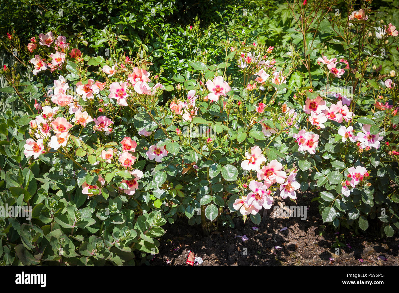 Ungewöhnliche Färbung von Rosa für Ihre Augen nur Blüte im Juni in einem Englischen Garten Stockfoto