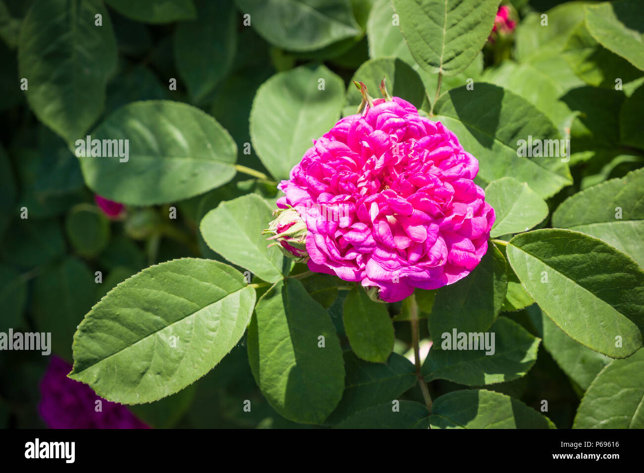 Rosa de Rescht ist ein sehr wohlriechend Portland Rose Blüte in einem Englischen Garten im Juni in Großbritannien Stockfoto