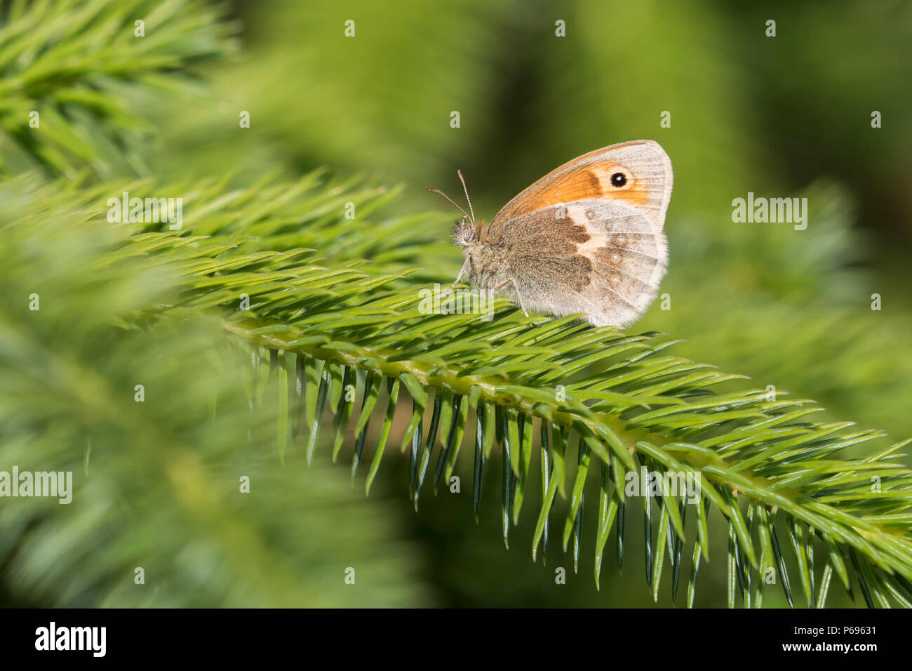 Kleine Heide Schmetterling (Coenonympha pamphilus) auf Baum gehockt. Tipperary, Irland Stockfoto