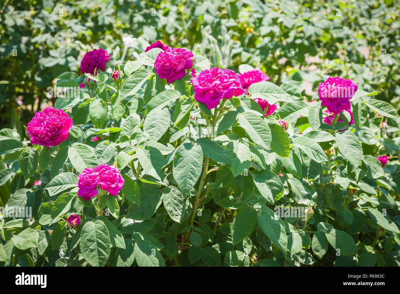 Rosa de Rescht ist ein sehr wohlriechend Portland Rose Blüte in einem Englischen Garten im Juni in Großbritannien Stockfoto