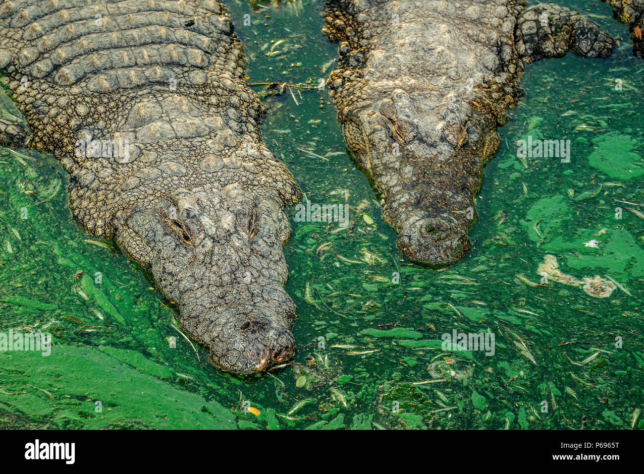 Zwei Nilkrokodile - Crocodylus niloticus - von oben, in Wasser mit grünen Algen und schwimmende Blätter. Stockfoto