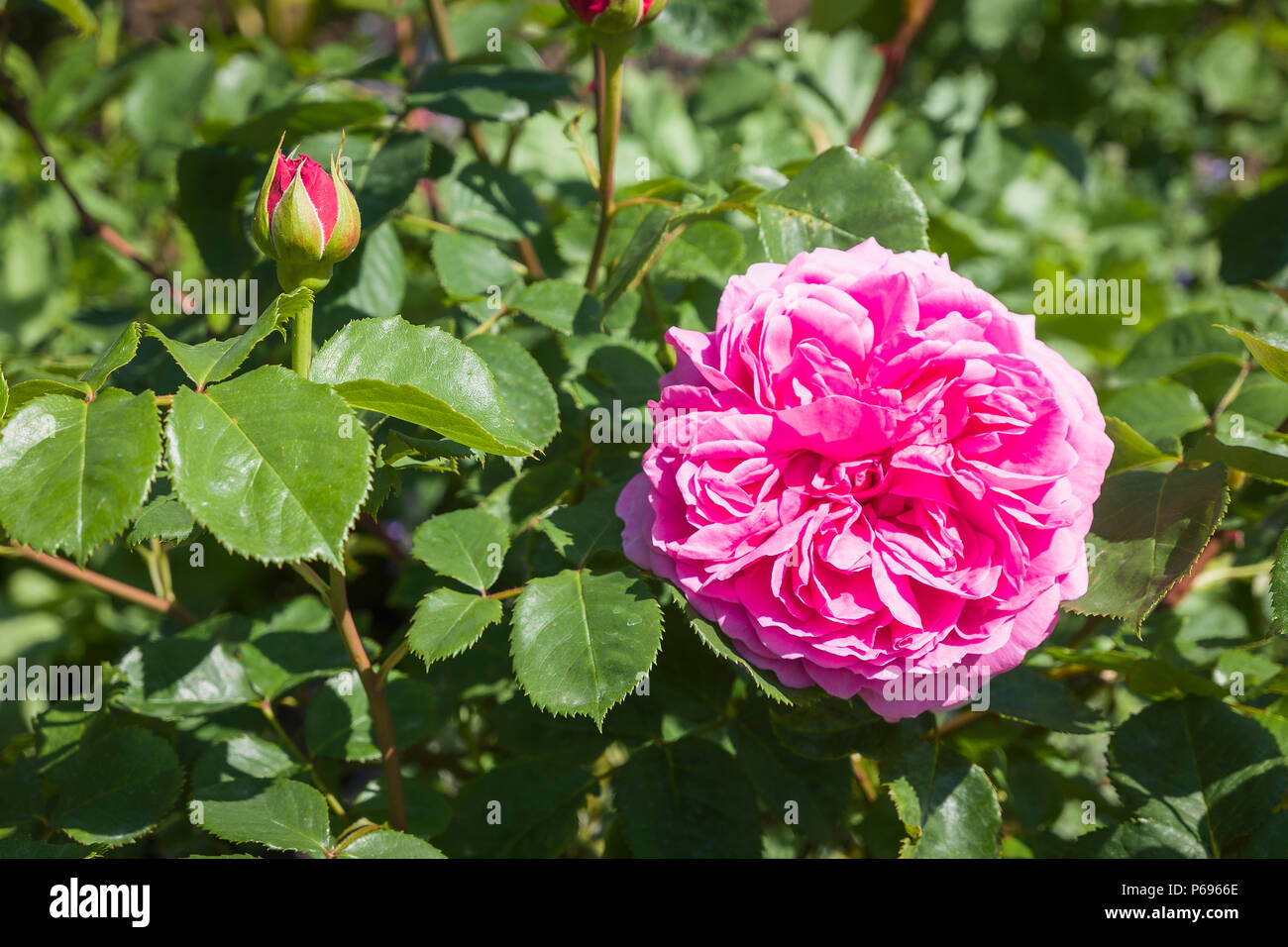 Rosa Prinzessin Alexandra von Kent von Englischen gezüchtete Rose Züchter David Austin und erfasst die wesentlichen alte Englische Rose mit dicht gepackten rosa Blütenblätter Stockfoto