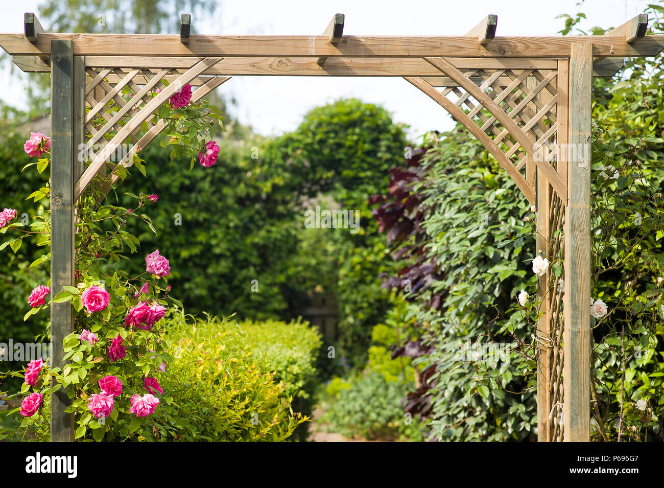 Rosa Zephirine Drouhin bald kolonisiert ein neues Holz- bogen in einen Englischen Garten Stockfoto