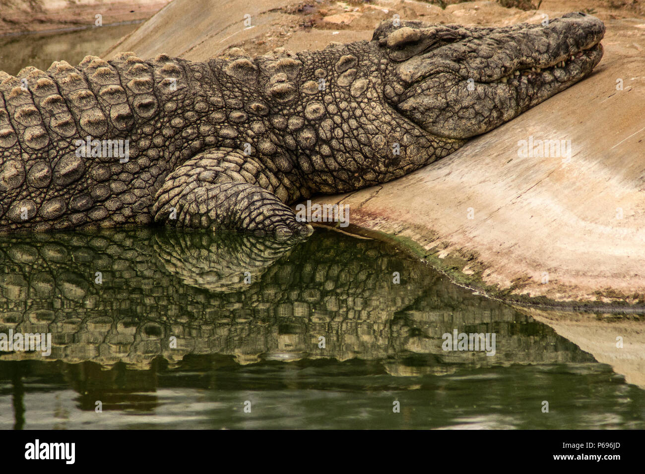 - Nilkrokodil Crocodylus niloticus - Schlafen mit Reflexionen. Stockfoto