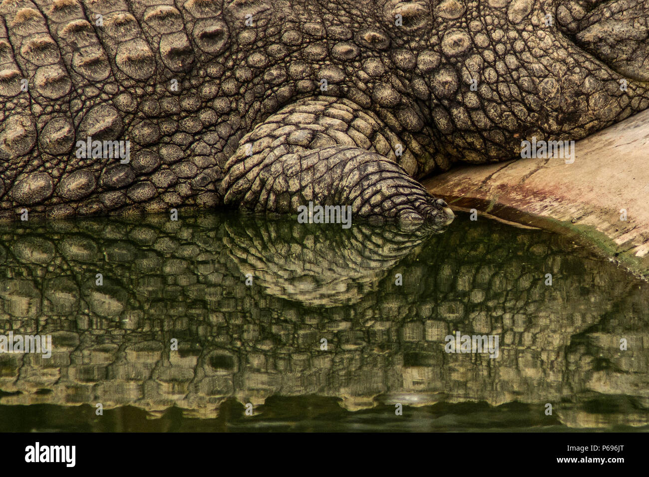 - Nilkrokodil Crocodylus niloticus - vorderen Fuß beim Schlafen mit Reflexionen. Stockfoto