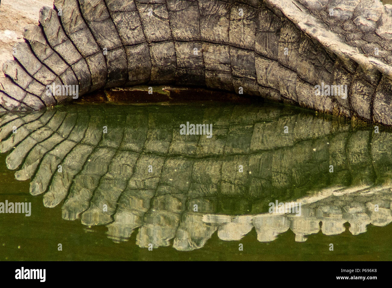 - Nilkrokodil Crocodylus niloticus - gewölbte Schwanz beim Schlafen mit Reflexionen. Stockfoto