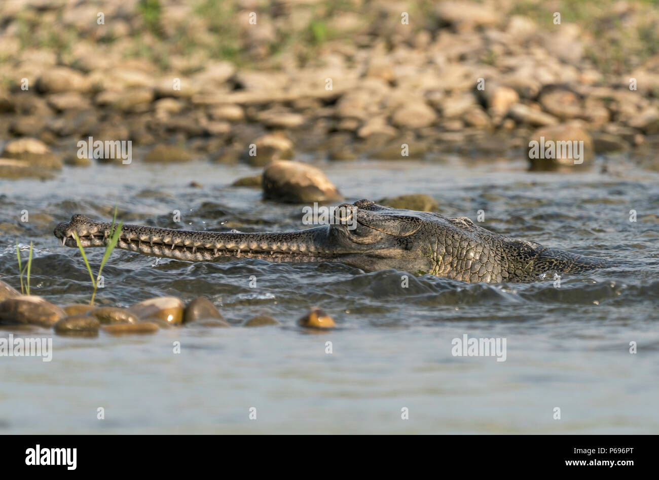 Gharial oder false gavial Nahaufnahme Porträt in den Fluss. Wildlife Tier Foto in Asien Stockfoto