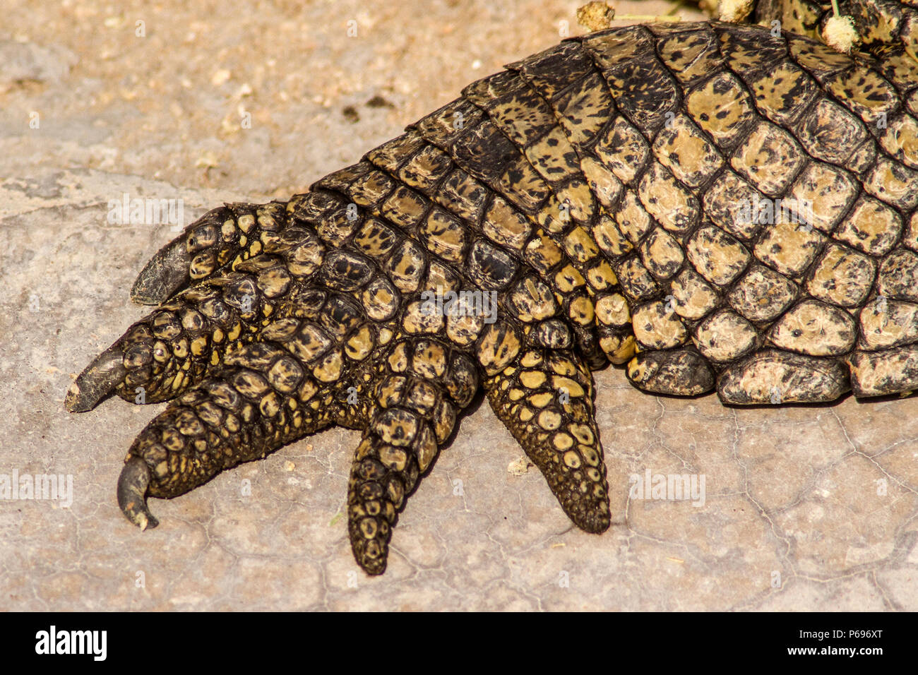 - Nilkrokodil Crocodylus niloticus - Nahaufnahme der Fuß. Stockfoto