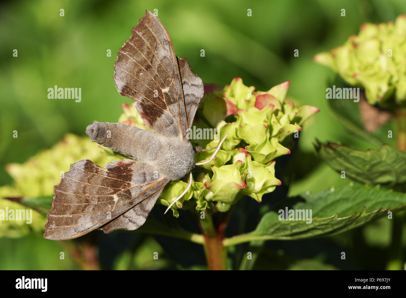 Eine atemberaubende Pappel Hawk-moth (Laothoe populi) ruht auf einer Blume. Stockfoto