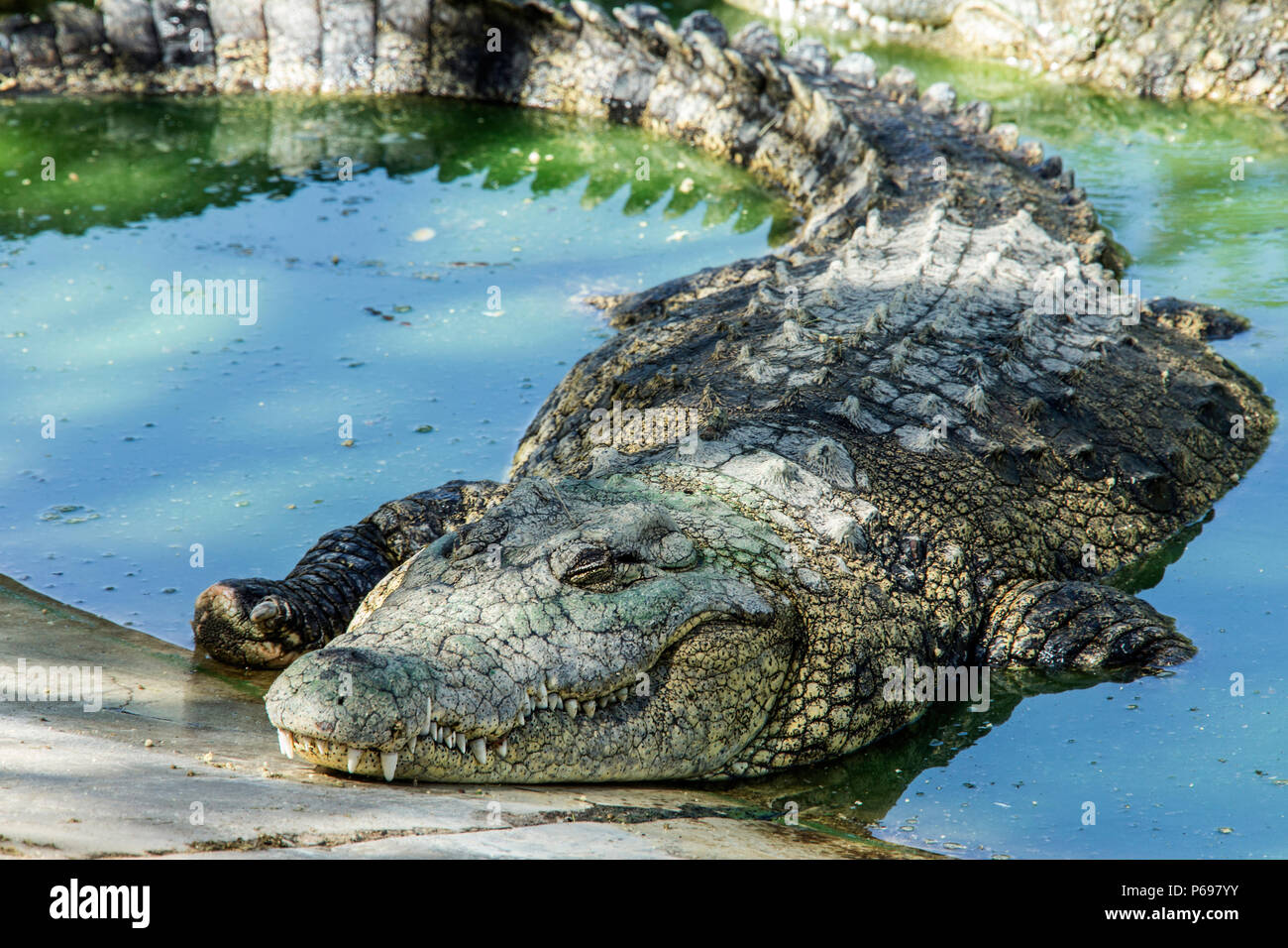 - Nilkrokodil Crocodylus niloticus - Ruhen in Wasser Stockfoto