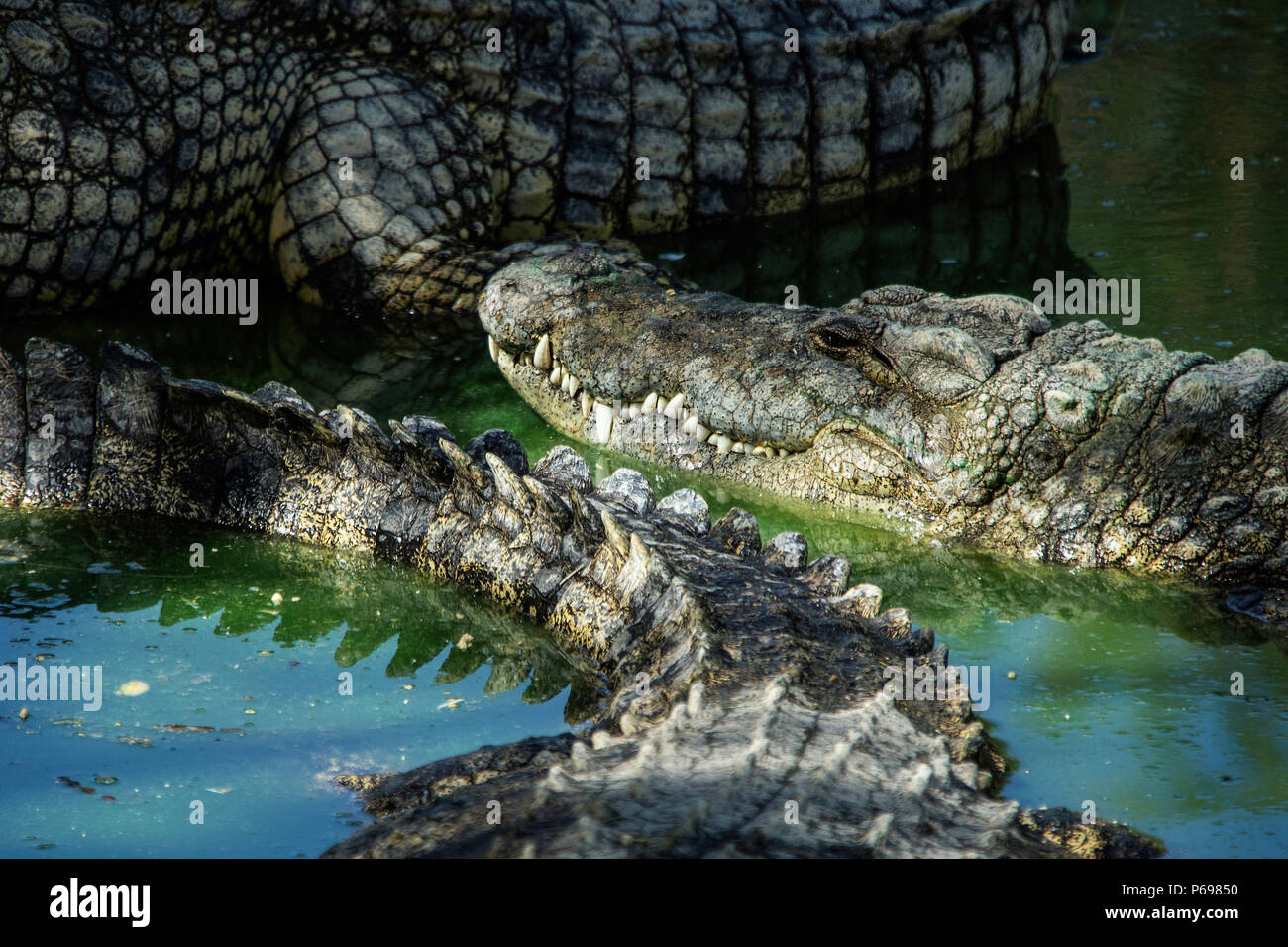 Ruhe Nil Krokodile im Wasser - Crocodylus niloticus - Stockfoto