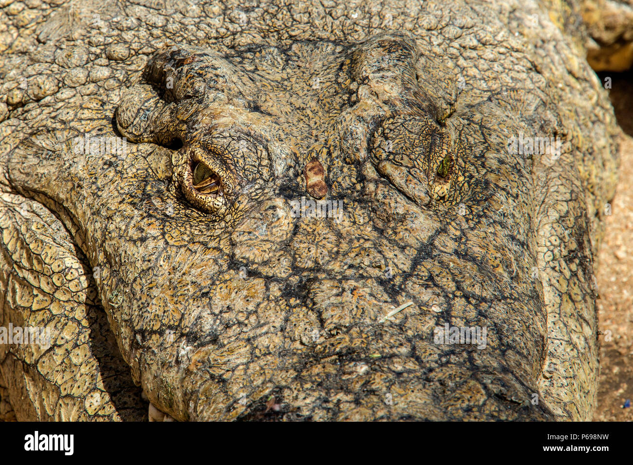 - Nilkrokodil Crocodylus niloticus - Nahaufnahme zeigt dritte Augenlid und Augen von oben. Stockfoto