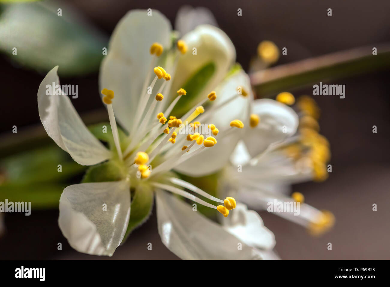 Nahaufnahme auf die Blüten der Italienischen Pflaume (Prunus domestica) gegen den dunklen Hintergrund. Stockfoto