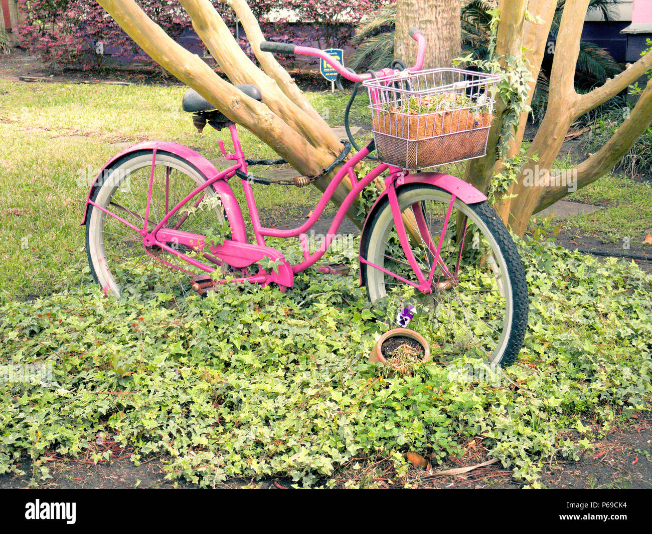 Art Bike, ein altes Fahrrad, pink als Kunstinstallation lackiert. Stockfoto