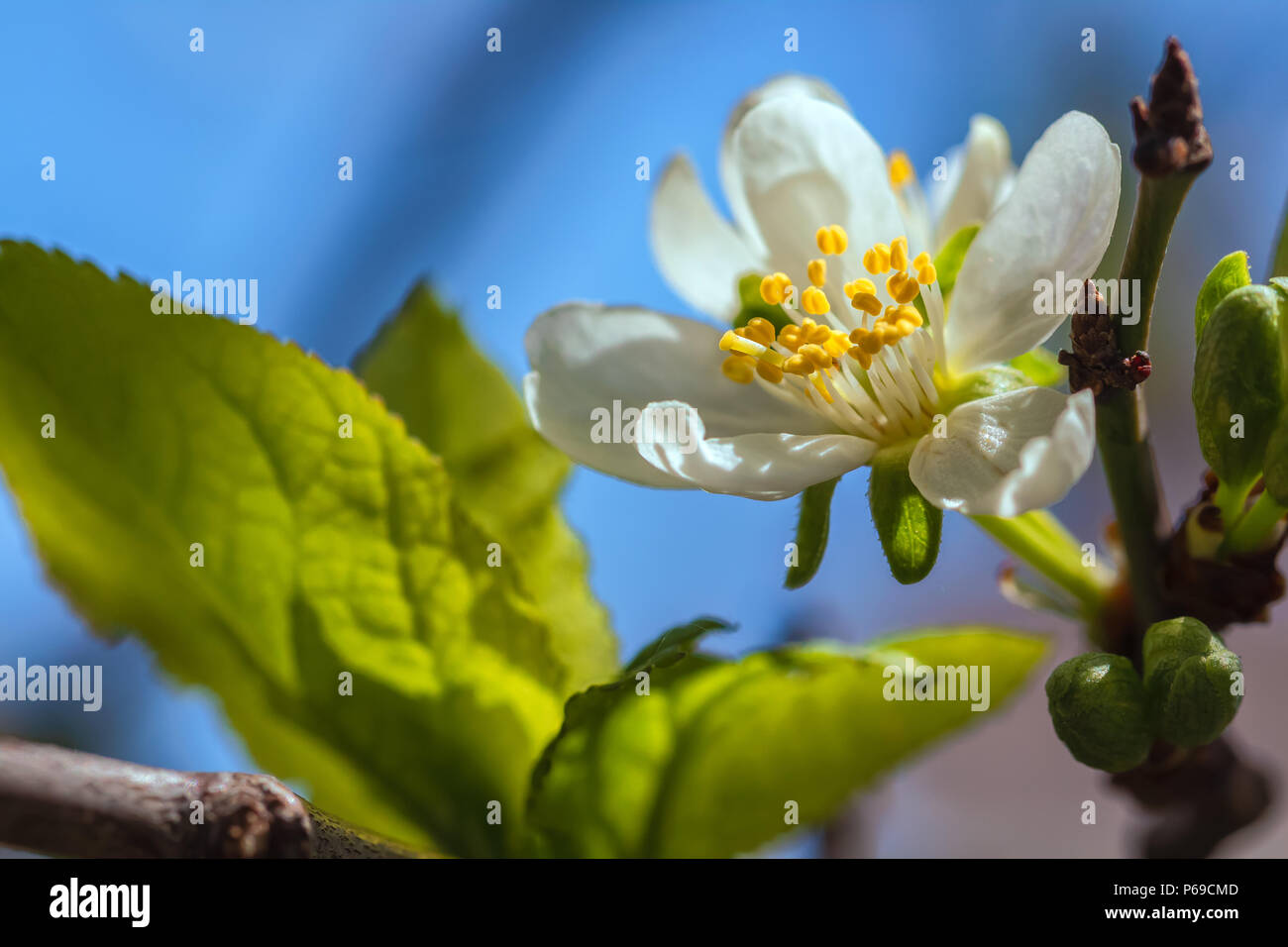 Die Blüten der Italienischen Pflaume (Prunus domestica) gegen den blauen Hintergrund. Stockfoto