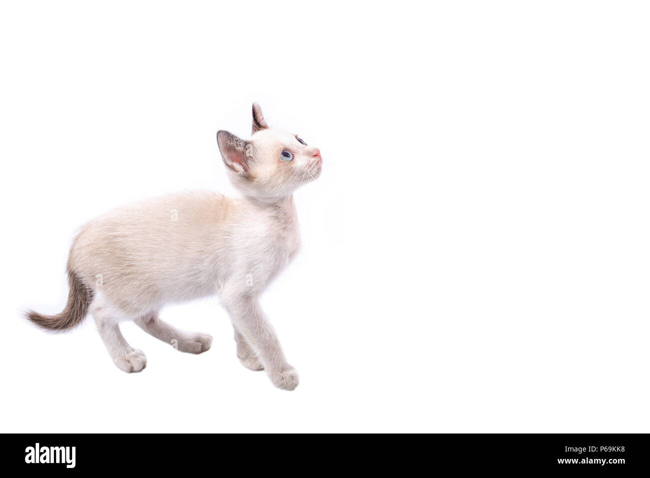 Kleine Kätzchen isoliert auf Weiss. Stockfoto