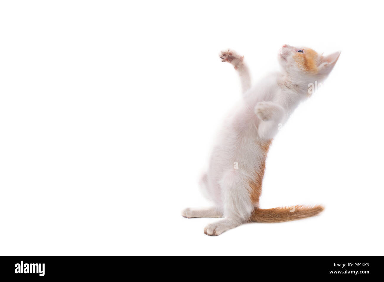 Kleine Kätzchen isoliert auf Weiss. Stockfoto