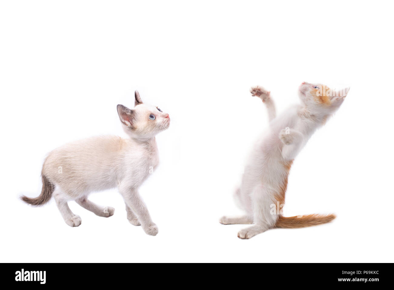 Kleine Kätzchen isoliert auf Weiss. Stockfoto