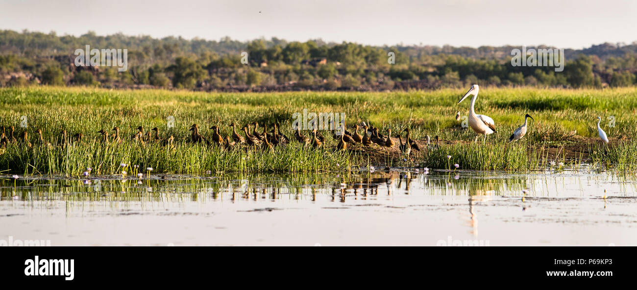 Vögel von Nordaustralien Stockfoto