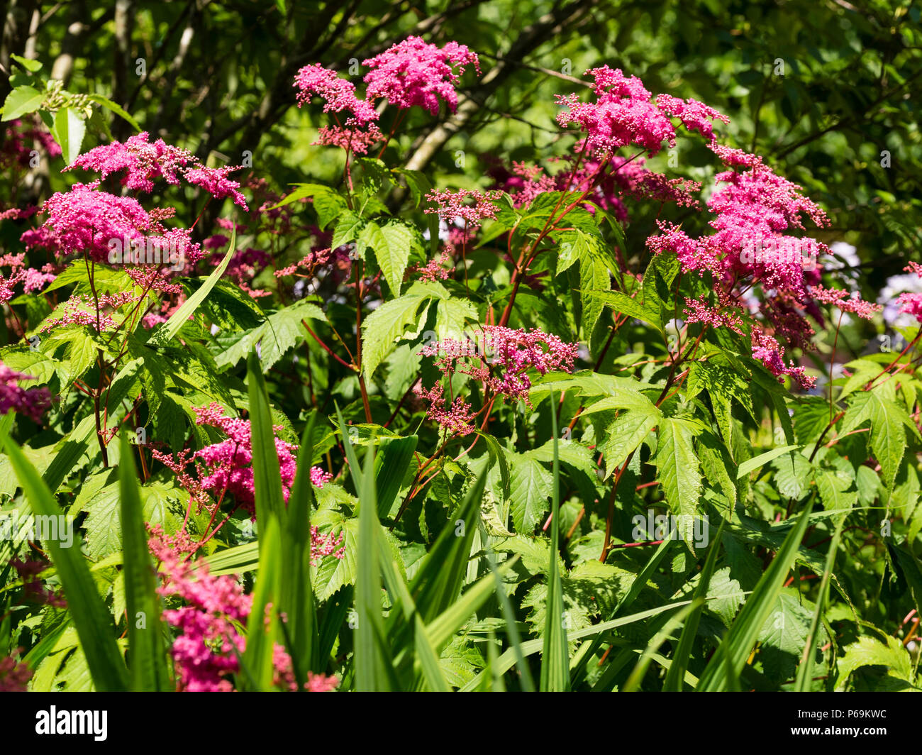 Schaumigen Köpfe der rot-rosa Sommer Blumen der immerwährenden Mädesüß, Filipendula rubra Palmata Stockfoto