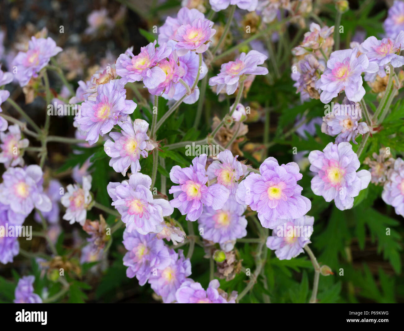 Hellblau, Violett gefärbten Doppel Blumen von der Wiese cranesbill Sorte, ummer von Geranium pratense Skies' Stockfoto