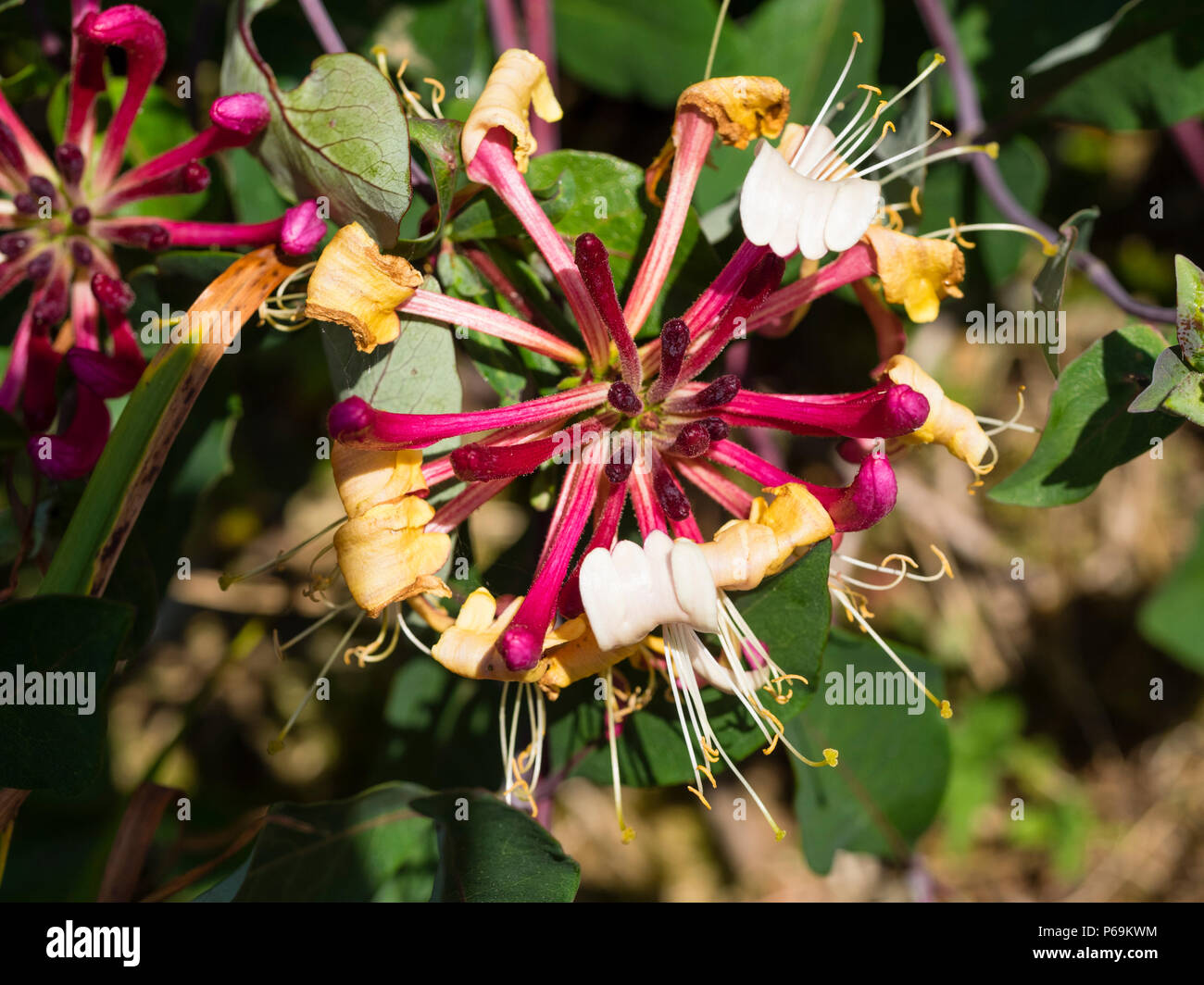 Duftende rote verrohrt weißen Blüten der nicht klettern Honeysuckle, Lonicera periclymenum 'Honeybush', drehen Sie Gold nach der Befruchtung Stockfoto