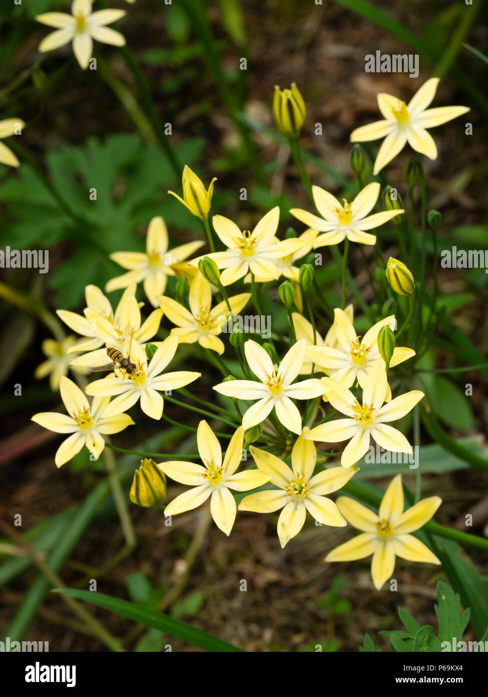 Cluster von dunkel gestreiften Blüten im Sommer blühenden hardy Glühlampe Triteleia ixioides Starlight,' Stockfoto
