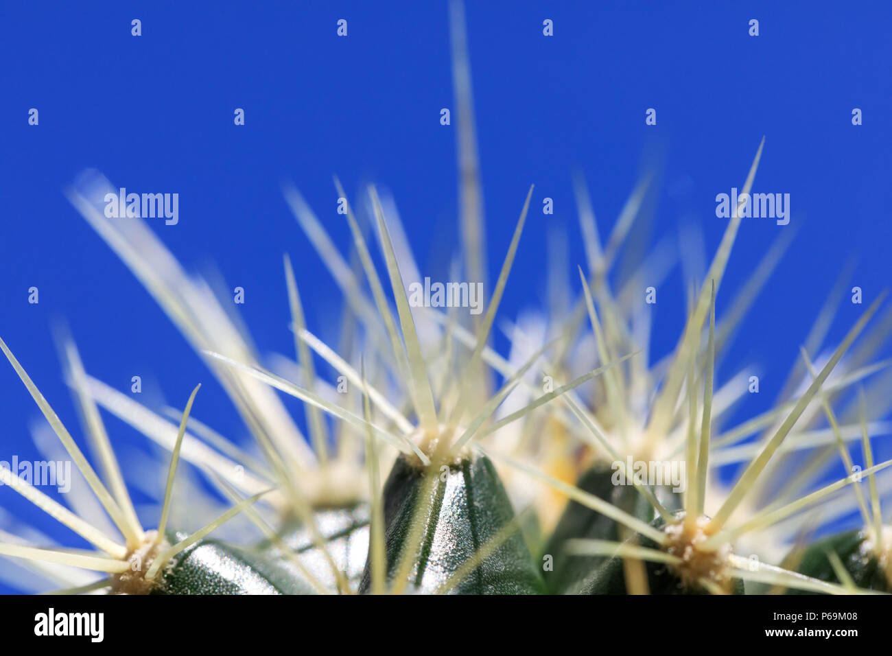 Weien und langen Dornen der Kaktus Anlage in macro Bild, auf blauen Himmel  Hintergrund. Klasse in der Nhe von grossen Kaktus Stacheln. Ansicht von  oben geschossen Stockfotografie - Alamy