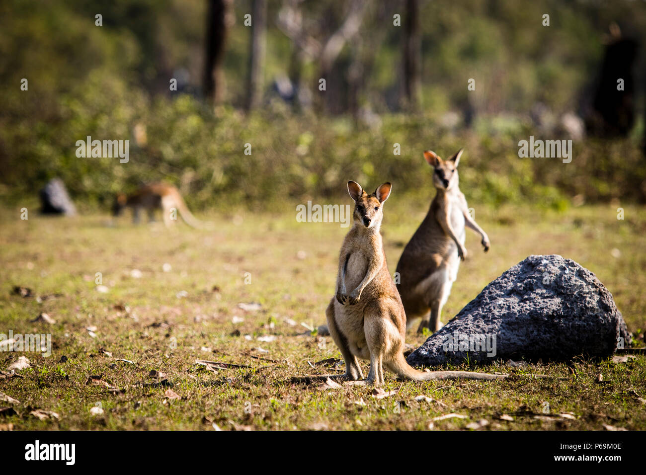 Känguru in Nordaustralien. Die Wappentiere Australiens - Kängurus sind neugierig - aber in ihrer Aggressivität auch nicht zu unterschätzen Stockfoto