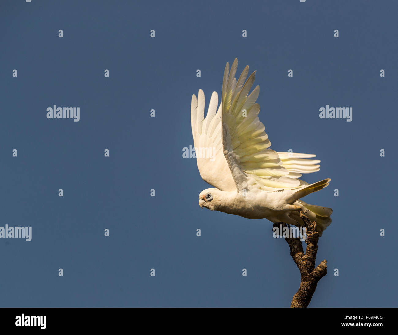 Kakadu im australischen Outback. Die Sonne geht auf und in den Bäumen wachen die Kakadus auf Stockfoto
