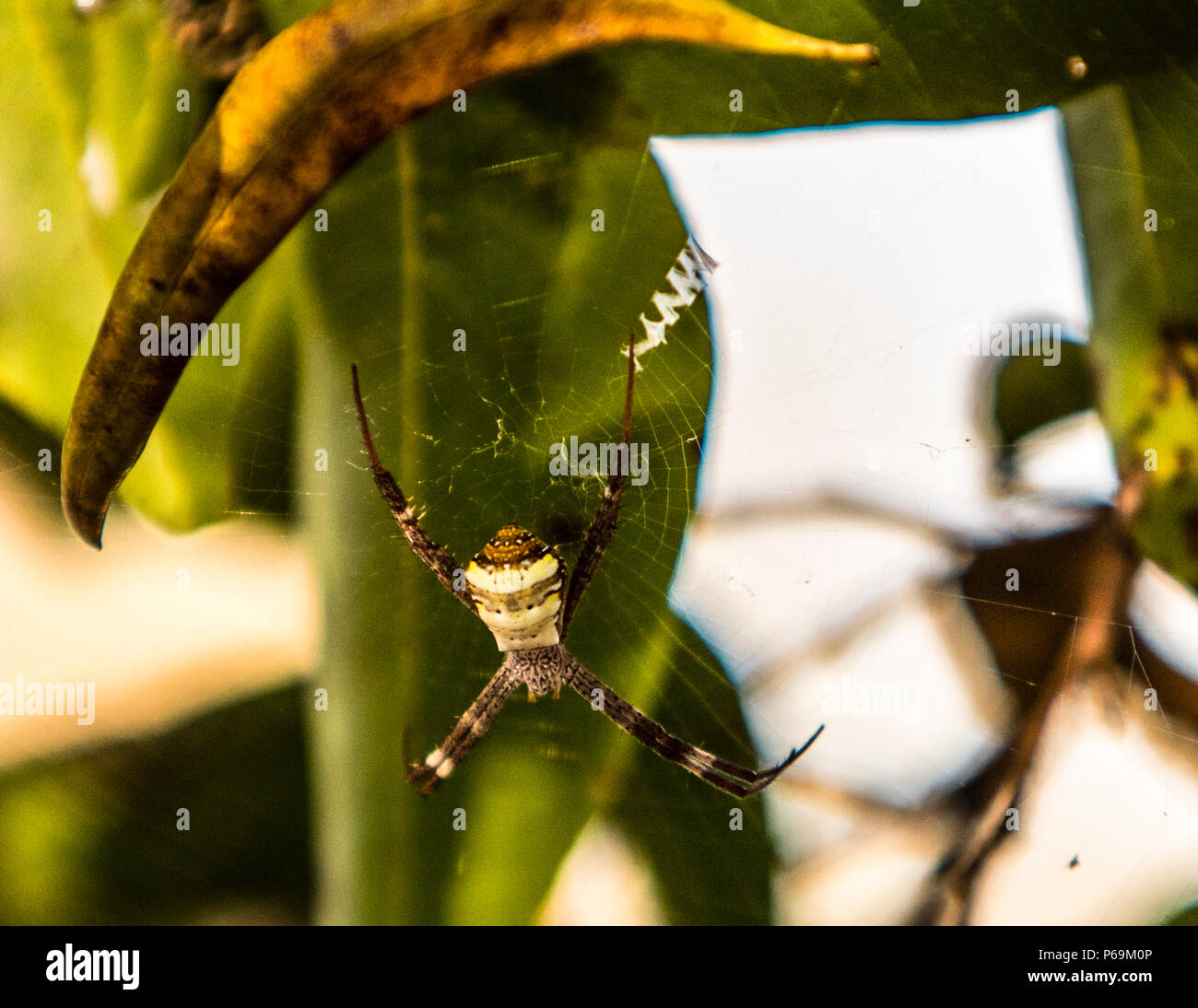 Andrews Cross Spider in Nordaustralien. Die nicht-giftige St. Andrew's Cross Spinne ist so benannt, weil sie in ihrem Netz mit acht Beinen, die paarweise wie ein St. Andrew's Cross angeordnet sind, auf Beute wartet Stockfoto
