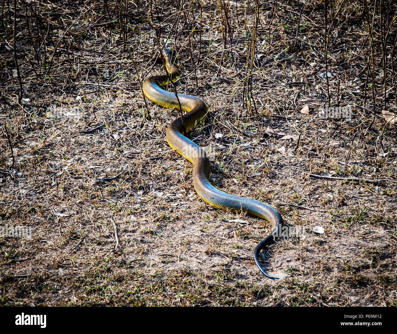 Olivepython Schlange von Nord-Australien Stockfoto