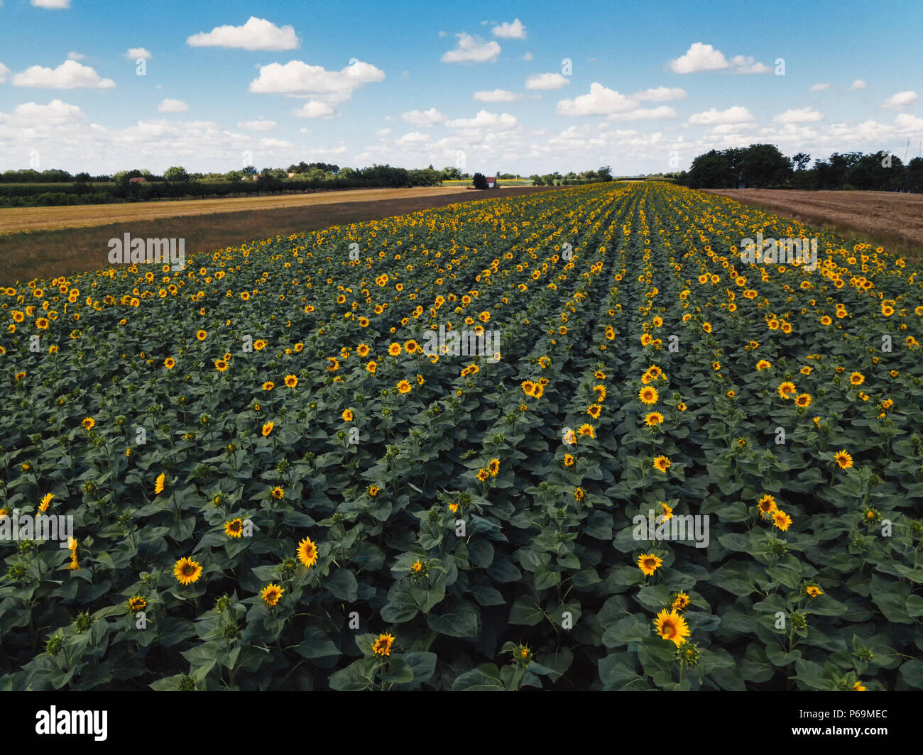 Luftaufnahme der blühenden Sonnenblumen Feld auf sonnigen Sommertag Stockfoto