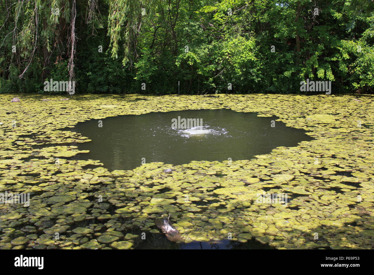 Blühende Wasser, Algen, Pflanzen, und ein Filtersystem im Wildwood Nature  Center in Park Ridge, Illinois Stockfotografie - Alamy