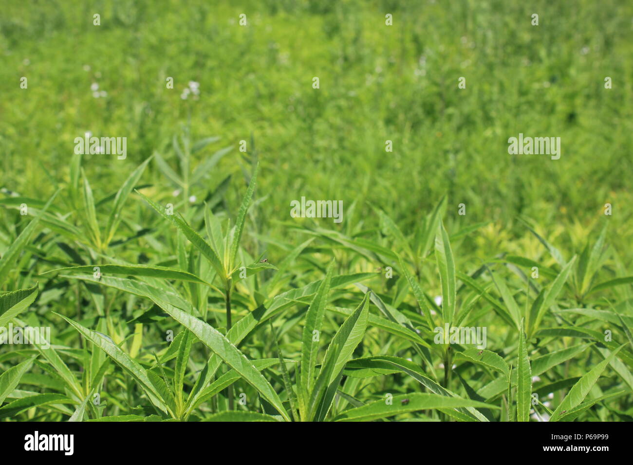 Grüne und belaubte Prärie- und Savannengräser. Stockfoto