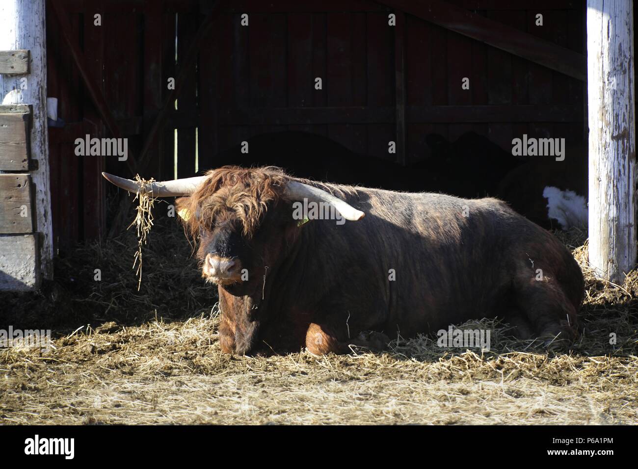 Stier der traditionelle schottische Rasse namens Highland Stockfoto