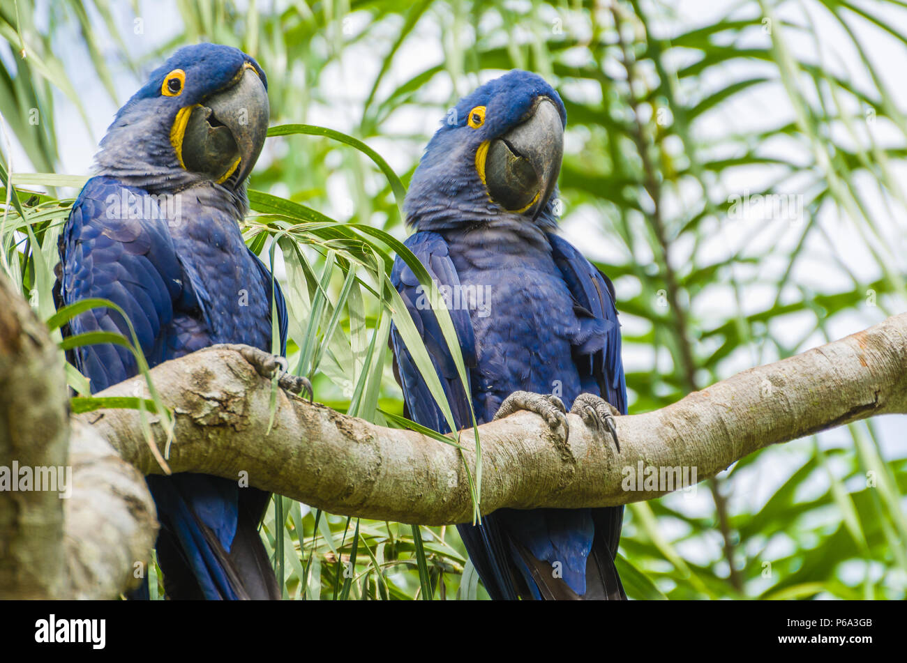 Schöne Hyazinthara (Anodorhynchus hyacinthinus) im brasilianischen Feuchtgebiet. Stockfoto
