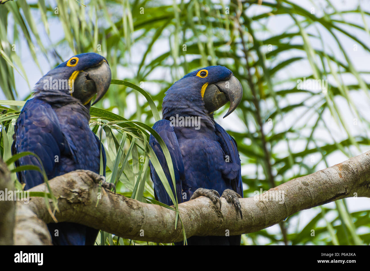 Schöne Hyazinthara (Anodorhynchus hyacinthinus) im brasilianischen Feuchtgebiet. Stockfoto