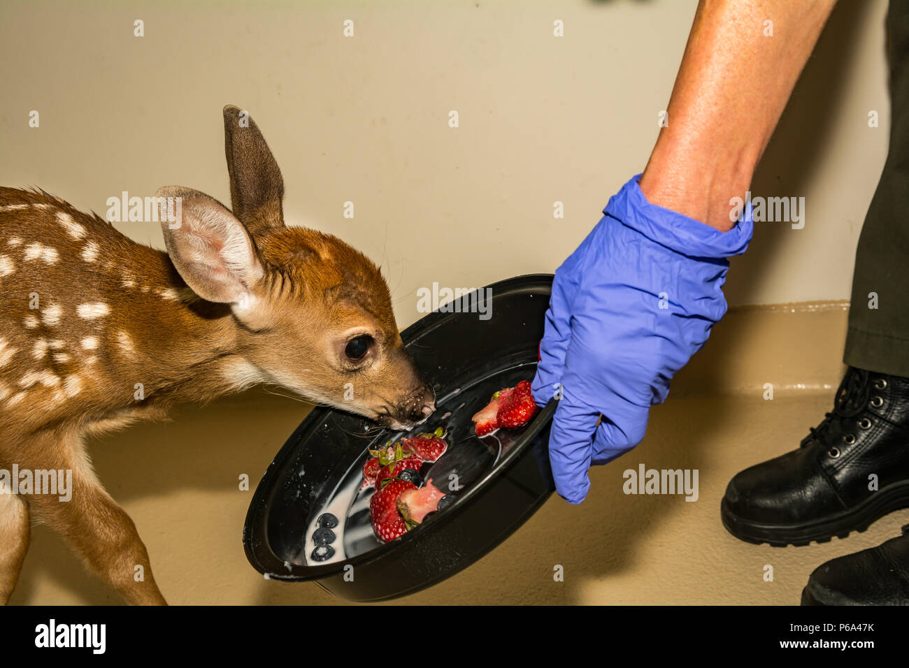 Whitetail Deer Fawn Rehabilitation Stockfoto