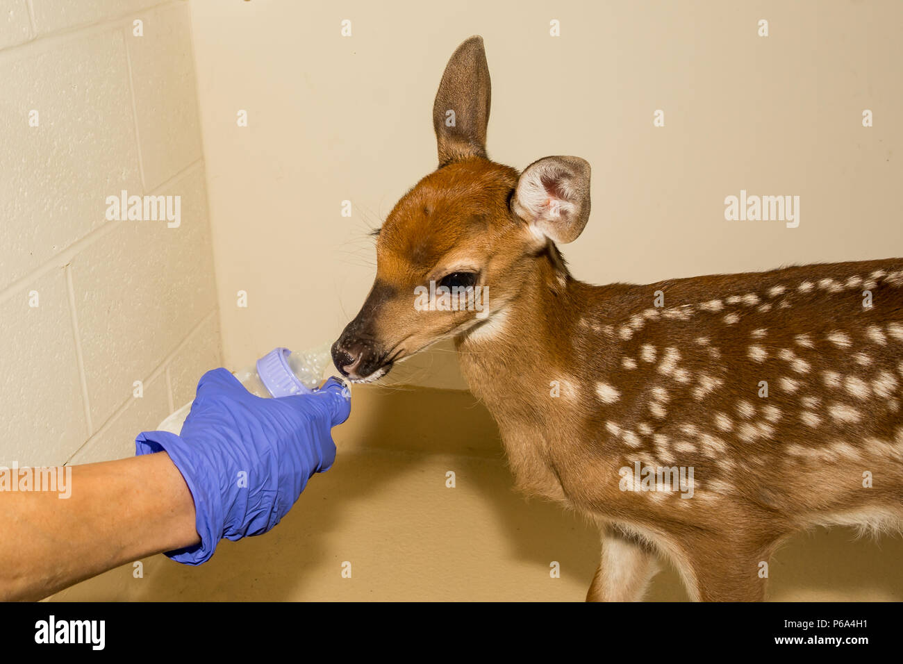 Whitetail Deer Fawn Rehabilitation Stockfoto