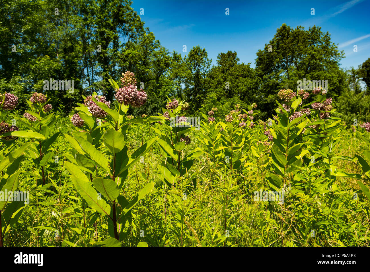 Ein Bereich der Gemeinsamen Milkweed wächst in einem Feld bei dem großen Sumpf in Patterson, New York. Stockfoto