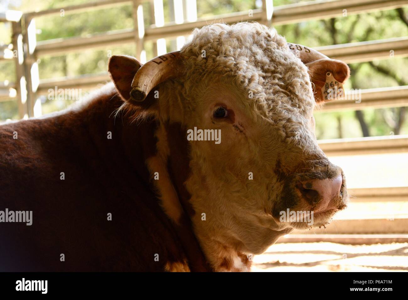 Hereford Rind abstammen Johnson's registriert Herde von Hereford Rind, Lyndon B Johnson National Historical Park, Texas, USA Stockfoto