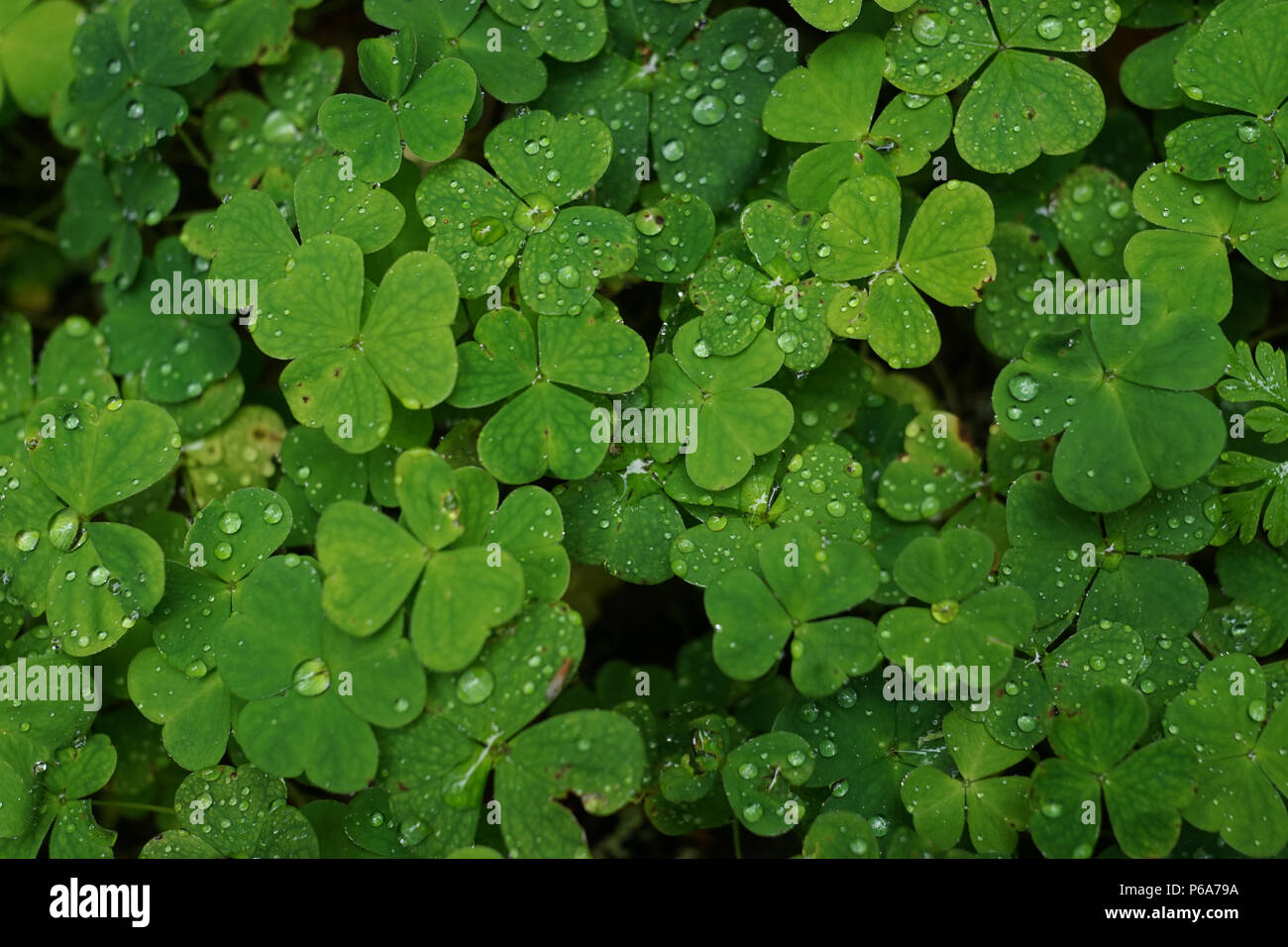 Schließen Sie einen grünen Klee Blätter mit kleinen Regen fällt auf Sie Stockfoto