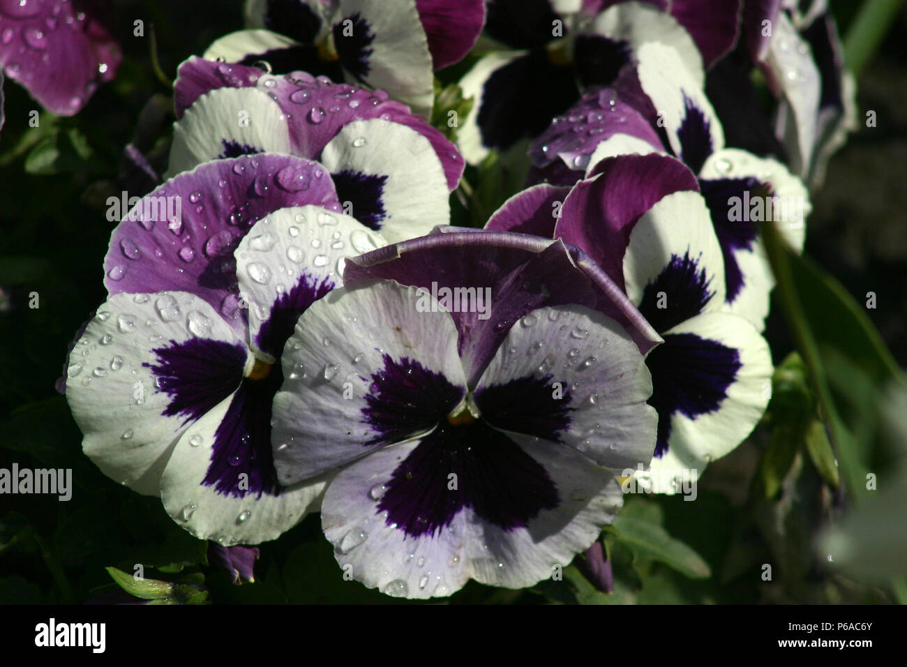 Garten Stiefmütterchen Stockfoto