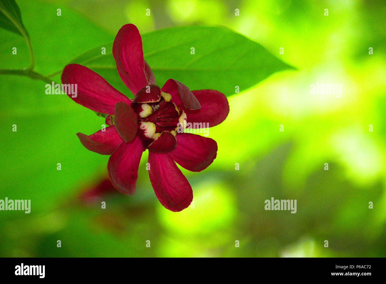 Roten Blüte am Baum Stockfoto