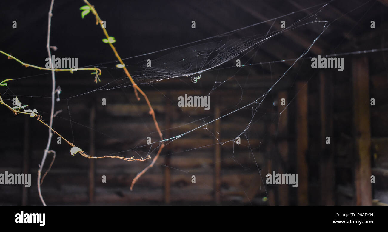 Grüne Spinne auf Web in Scheune; Concord, NC aufgegeben Stonewall Jackson Jugendgefängnis Stockfoto