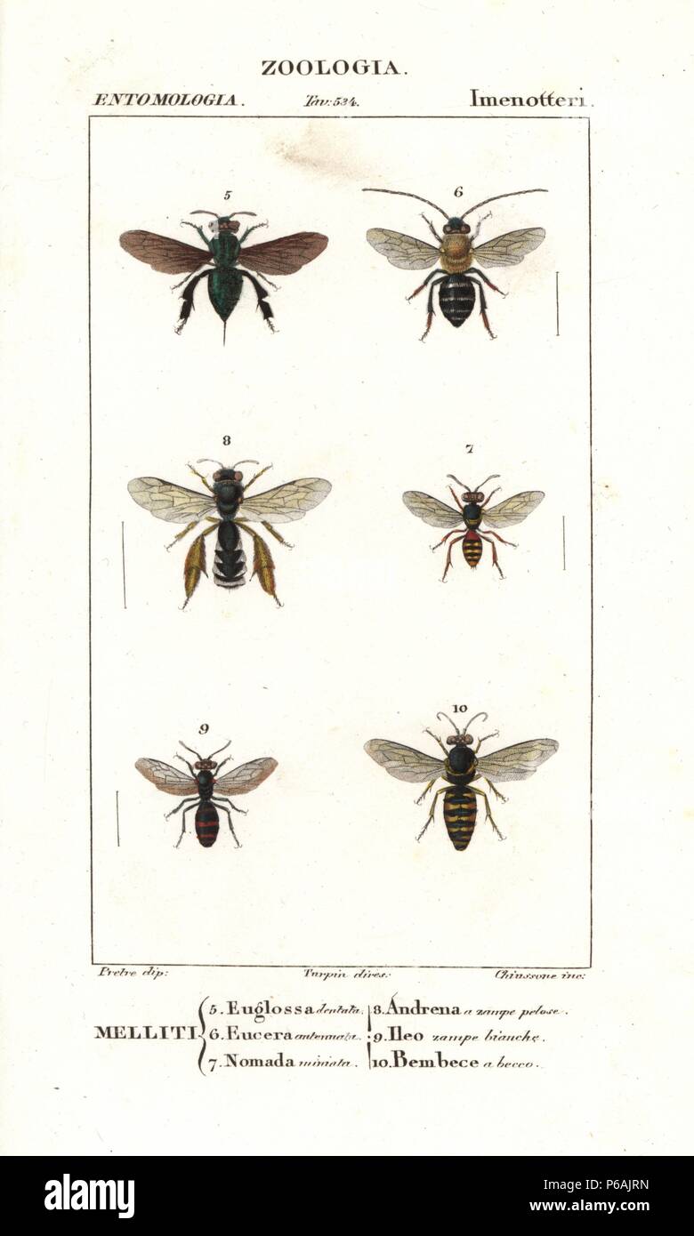 Orchid bee Euglossa dentata 5, Antenne biene Eucera antennata 6, Kuckuck biene Nomada Miniata 7, ashy Bergbau biene Andrena zinerarie 8, Hylaeus Biene 9, und sand Wasp Bembix rostrata 10. Papierkörbe Kupferstich Walze Gravur von JUSSIEU's 'dictionary der Naturwissenschaften", Florenz, Italien, 1837. Durch Chiussone, gezeichnet von Pretre, unter der Regie von Pierre Jean-Francois Turpin eingraviert, und durch Batelli e figli veröffentlicht. Stockfoto