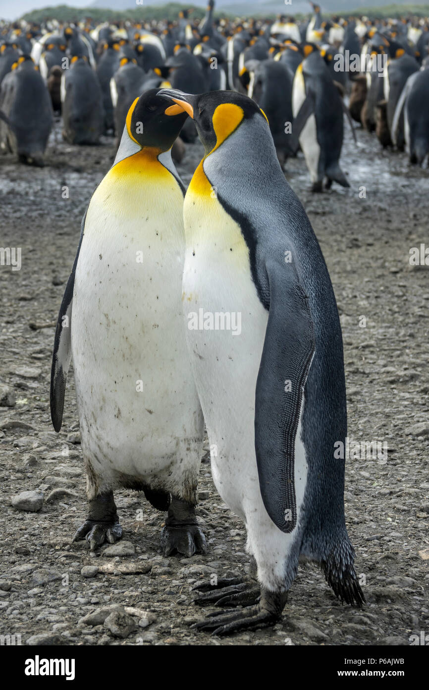 Zwei erwachsene Königspinguine in einem umwerbung oder putzen Display, Salisbury Plain, South Georgia Island Stockfoto