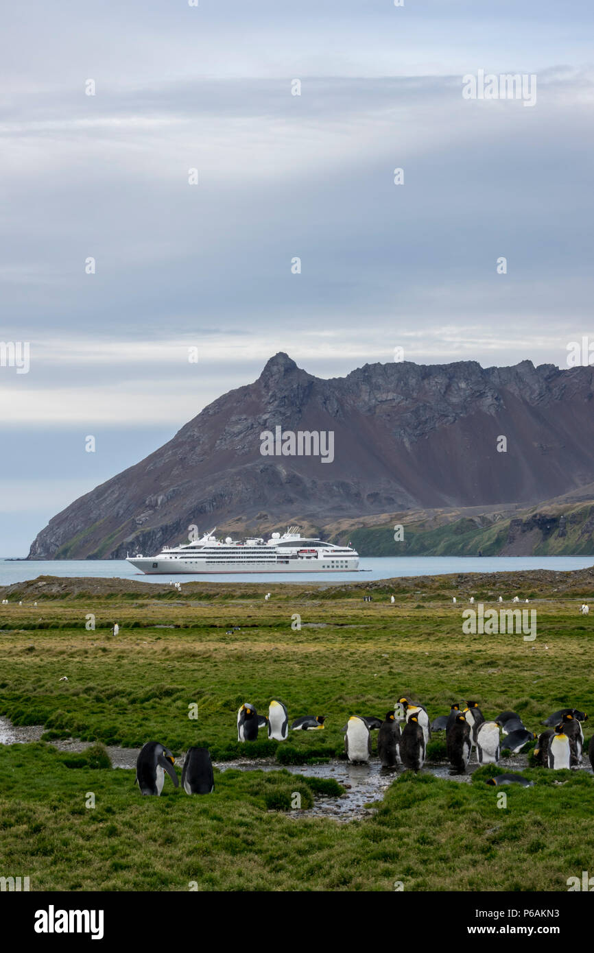 Königspinguine vor Le Lyrial, Fortuna Bay, South Georgia Island Stockfoto