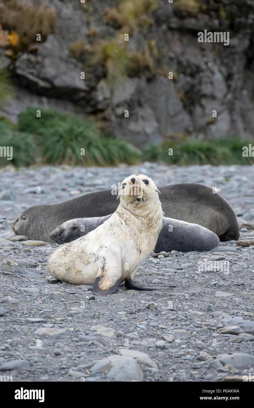 Blond oder Gold morph Antarktis Fell seal Pup bei Fortuna Bay, mit erwachsenen weiblichen und Silber pup hinter Stockfoto